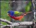 _6SB2746 painted bunting
